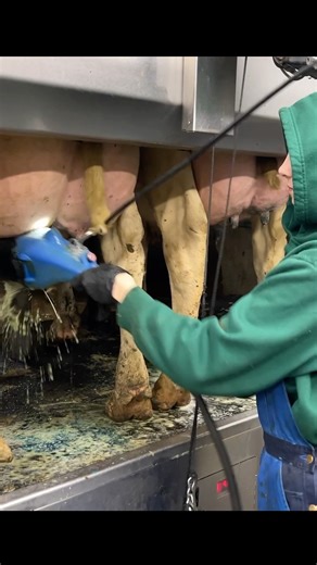 STOP THIS! ❌ The Udder Mistake That Ruins 50% of Your Milk