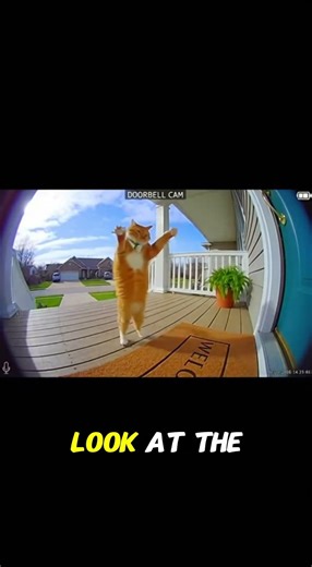 This cat starts dancing in front of the door!