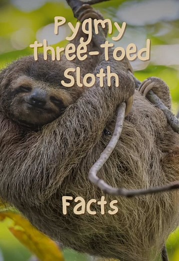 🦥 Meet the Pygmy Three Toed Sloth 🦥 #animal #sloth #sloths #slothsoftiktok #wildlife #animalsoftiktok #animalfacts