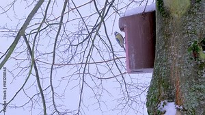 Titmouse family Paridae birdhouse wintering in birdhouse in park on tree, hungry time for birds, fluffy snowflakes fall on trees, ornithology, birds fauna europe, nature protection