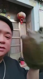 Man Bitten By Softshell Turtles