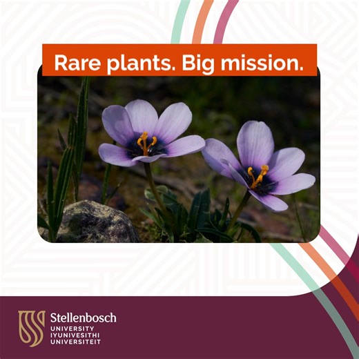 Ever wondered how the Cape’s rarest plants are being saved? 🌿​ SU’s Botanical Garden has over 3,900 preserved plant species, many of them critically endangered and unique to the Cape. From rare orchids and bulbs to entire lowland habitats, visitors can see conservation in action.​ Curator Dr Donovan Kirkwood says, “Every plant we save is a piece of the Cape we can pass on to future generations.”​ With global recognition and partnerships like Cambridge University, SUBG is a living classroom for 