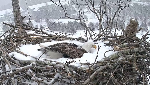 Parenting takes determination. Watch how as the eagle incubates its eggs in the midst of being covered with a blanket of snow, it stands up without letting any snow fall on the precious eggs. The eagle turns the eggs and carefully sits back down to ensure continuous and even heating. Watch the NCTC EagleCam live action at: https://www.outdoorchannel.com/live/eaglecam/326707/0 Video by C. McBride/USFWS | National Conservation Training Center