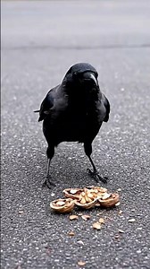 Crow Uses Cars to Crack Nuts #crow #smartanimals #caughtoncamera