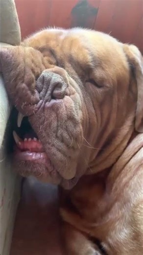 Funny Dogs Compilation: Sleeping Dogs Caught Off Guard 😴🐕😂