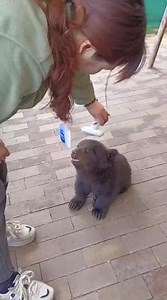 268K views · 6.7K reactions | Cute little bear. #fbreels #animals #Littlebear #bear #reels #testreels | Life Time Wild | Facebook