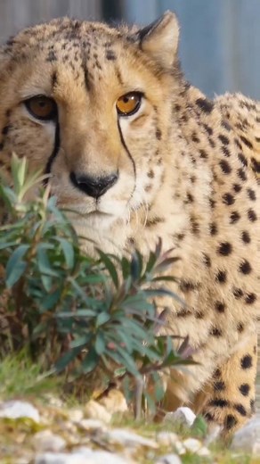 Why do cheetahs look like they're crying? #cheetah #animalfacts #learn #animal