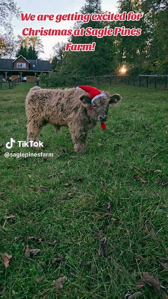 Thor is ready for Christmas... It's never too early! #saglepinesfarm #saglepines #cuteanimals #farmlife #farm #highlandcow #minicow #fyp #christmas #buddytheelf