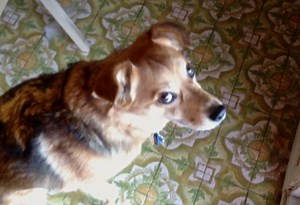 The Perils of Premature Premack - eileenanddogs