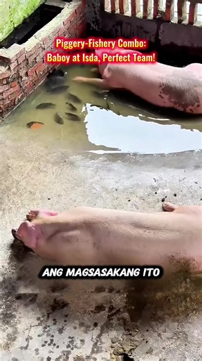 Piggery-Fishery Combo: A Perfect Farming Pairing