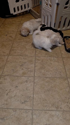 Puppy playtime (video 1 of 5) | Happy Havi Tails | Facebook