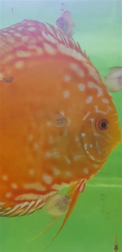 Buratak discus pigeon blood