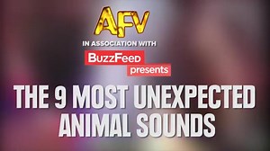 1.1M views · 10K shares | The 9 Most Unexpected Animal Sounds via America's Funniest Home Videos | BuzzFeed Video | Facebook