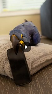 An AI realized it was talking to a parrot.This video went absolutely VIRAL yesterday. → With 10M views in less than 24 hours.And this isn't just some fun experiment. It’s a testament to how… | Hanna Larsson | 424 comments