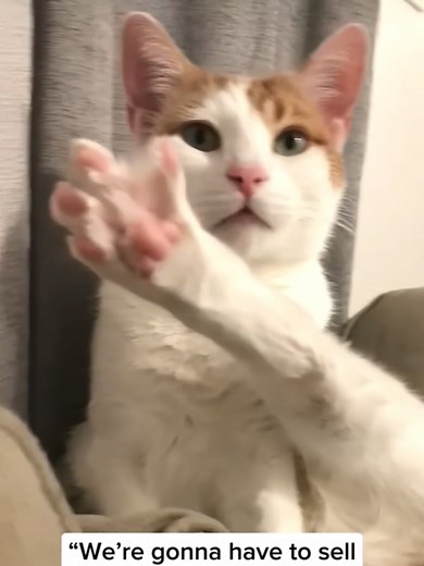 Funny Angry Cats Compilation