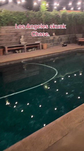 Chasing a Skunk in My Backyard: A Wild Encounter