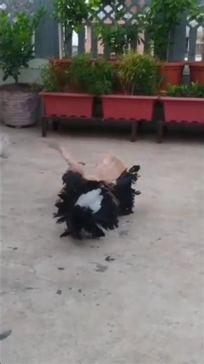 🕊️ Royal Beauty on My Terrace Garden!American Fantail Pigeons Enjoying Peaceful Moments ✨🌿
