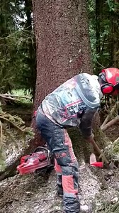 #logger #logging #chainsaw #arborist #stihl #treework #treelife #treecutting #loggers #stihlchainsaw #husqvarna #arblife #treecare #loggerlife #treesurgeon #forestry #treefelling #arboristlife #treeclimber #treeclimbing #treeservice #treeremoval #lumberjack #timberfaller #arboriculture #arboristsofinstagram #arborists #axe #treeworker #forest | Logger Pro