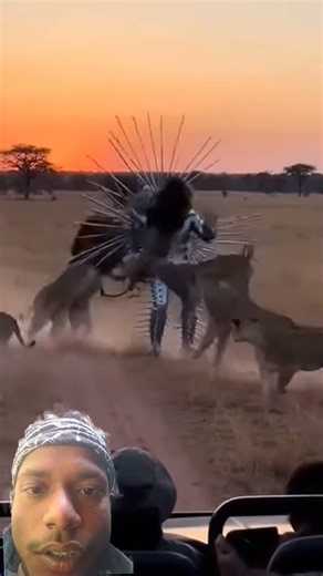 #funny #youtube #youtubeshort #animals #lions13 January 2026