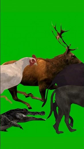 Large Real Animal Stampede Green Screen | Animals Running | Animals Walking #stampede #animalsounds