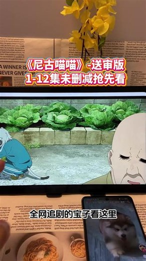 !U_C306d3Y35Wi!尼古喵喵 1-12集海外版来了 不管是吸烟番还是戒烟番，都肺癌晚期了，这只耄耋高兴就好！ #尼古喵喵 #山田小姐 #动漫 #猎奇 #充能计划