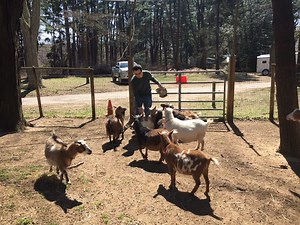 Tour Oasis, A Working Farm For Adults With Autism In Middletown