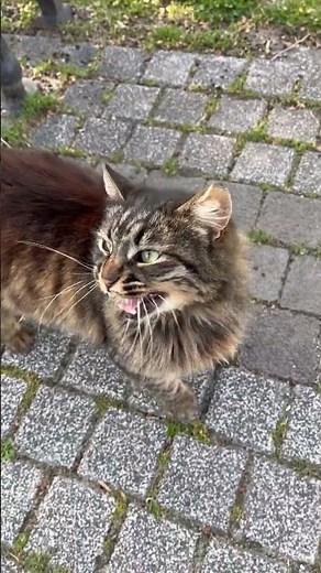 Fluffy tabby cat meowing loudly #shorts #catshorts #kitten #cat #cats #cute #catlover