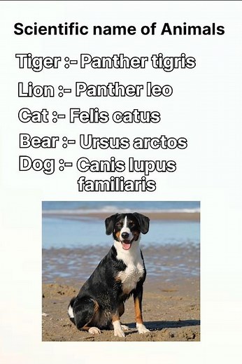 Scientific name of Animals l Real name of animals l#Animals #biology #scientificnames #shorts