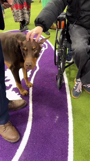 Westminster Kennel Club on Instagram: "“More love, please.”"