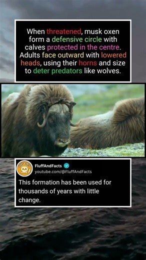 How Musk Oxen Face Predators