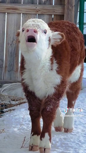 Adorable Hereford Calf Moments! 🐮