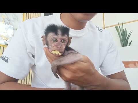 OH.. No.. Poor baby monkey abandoned is very hungry,needs some foods and caring
