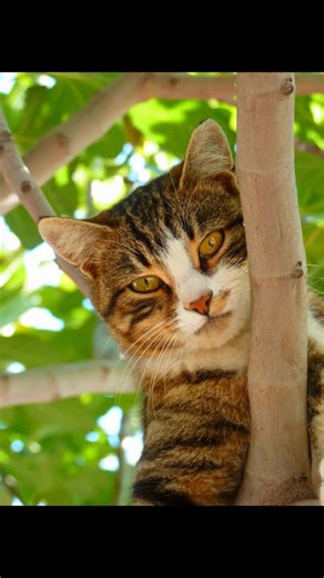 Why Do Cats Knead? 🐾 Unraveling Your Cat's Adorable Behavior!