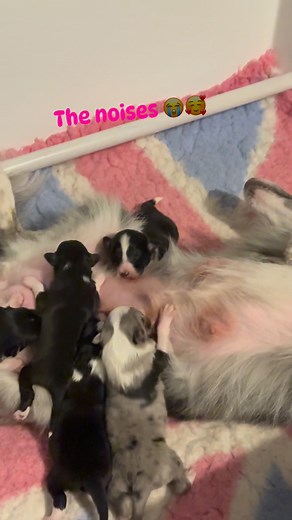 Do you think she’s relaxed? 😂 The best mum and listen to those puppy squeaks 🥰❤️ | Into Shape Agility