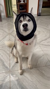6.8K views · 243 reactions | Husky look like cat  after wearing mask  #facebookpostシ #fbviralpost2025シ #huskylife #husky | Raipuriya Prank | Facebook