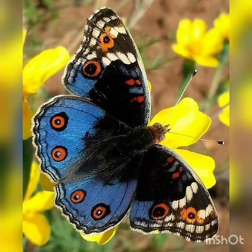 MARIPOSA DE CERCA
