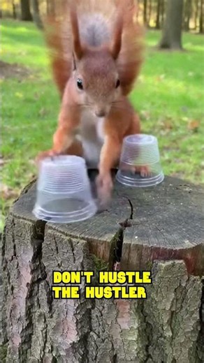 Smartest Squirrel ever! 🧠🐿️ Shell game master.