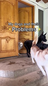 Do your dogs have pawblems and quirks? 🫣 | dog