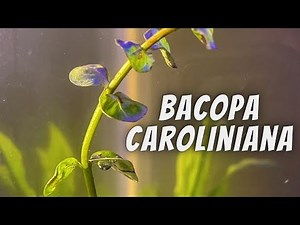 Easiest Plant to Grow & Maintain in Your Aquarium… and maybe the cheapest | Bacopa caroliniana