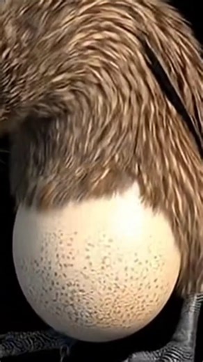 Duniya Ka Sabse Bada Anda Dene Wali Chidiya! 🥝🥚 | Kiwi Bird Facts#wildlife
