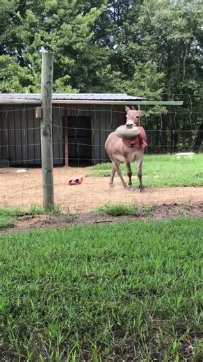 Even popped toys can still be fun—ask this donkey! 😂 | Rumble