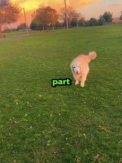 This Dog Let His Big Sister Win Every Time 🥹