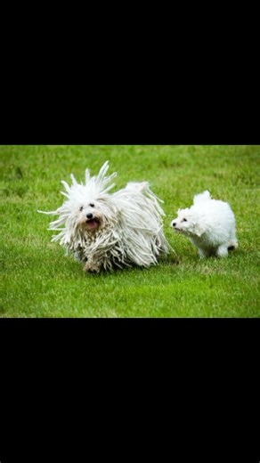Puli An ancient Hungarian herding dog, the spirited Puli is distinguished by his unique, wooly, corded coat that covers his compact body and requires extensive grooming. The breed is affectionate, alert and protective, making him an ideal family companion and watchdog. Clever and intelligent, the Puli retains his playfulness throughout his life. This active breed needs moderate daily exercise. Did you know The Puli is born with an uncorded coat. His cords begin to develop at 9 months of age and