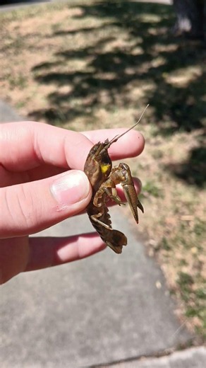 crawdad facts #fishing #crawdads #crawfish