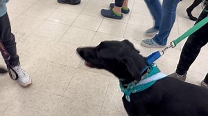 4.9K views · 150 reactions | Lake Erie Labrador Retriever Rescue, Inc. on Reels | Facebook