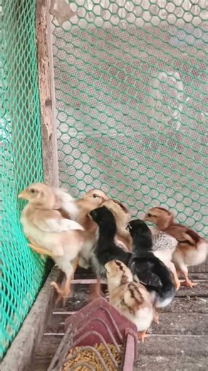 Baby Chickens Cry for Their Mother🐥💔 | #BabyChickens #MotherHen #FarmLife #CuteChicks #ChickenFamily