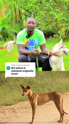 Cute Dog Moments That Melt Hearts