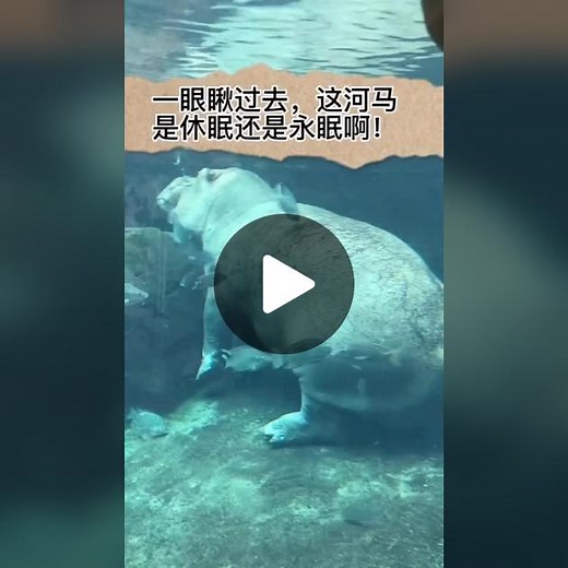 Hippopotamus Swimming in Underwater Aquarium Scenes