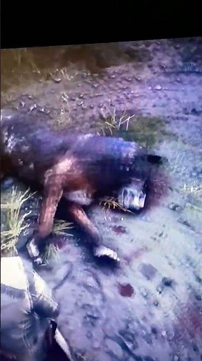 rd2 How to find the legendary wolf in red dead redemption 2