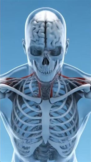 #facts #fakten #gesundheit #science #experiment #challenge #liegestütze #gym #muskelaufbau